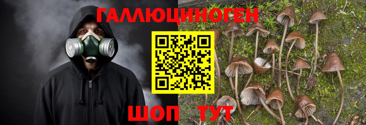 Галлюциногенные грибы Psilocybe  Вход с VPN  купить закладку  Галлюциногенные грибы мицелий  Выборг 